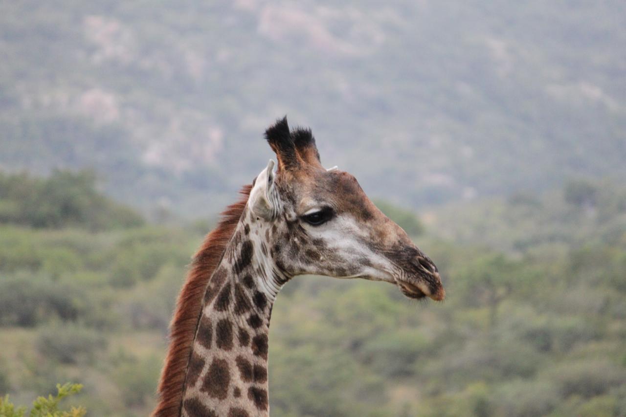 Aha Bongani Mountain Lodge Luphisi Kültér fotó