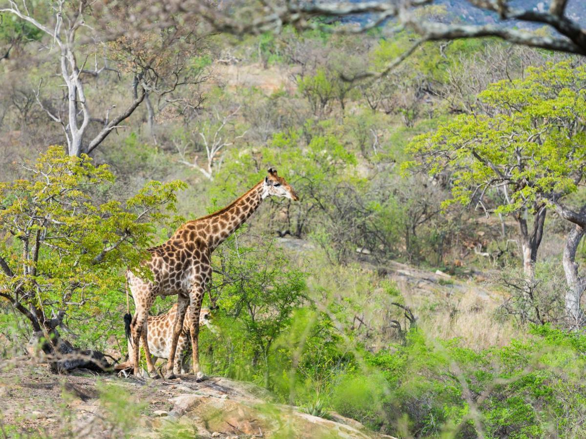 Aha Bongani Mountain Lodge Luphisi Kültér fotó